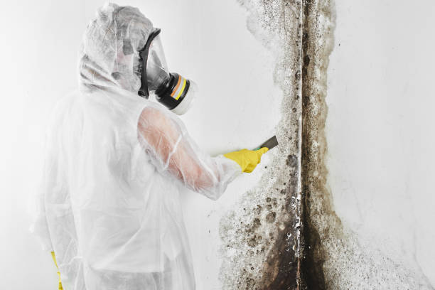 Professional Mold Removal in Ripley, MS